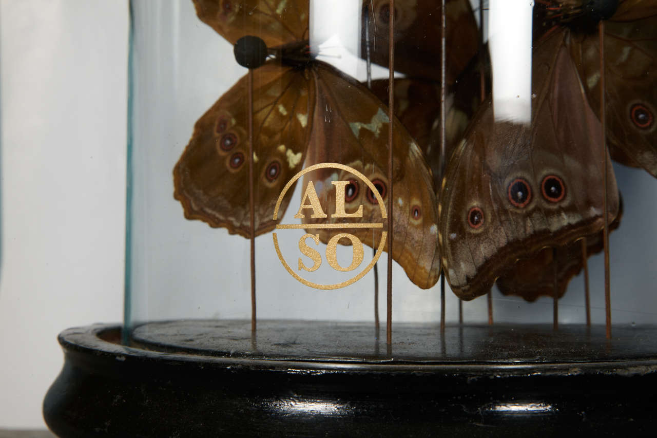 French Collection of Morpho Butterflies under Glass Dome